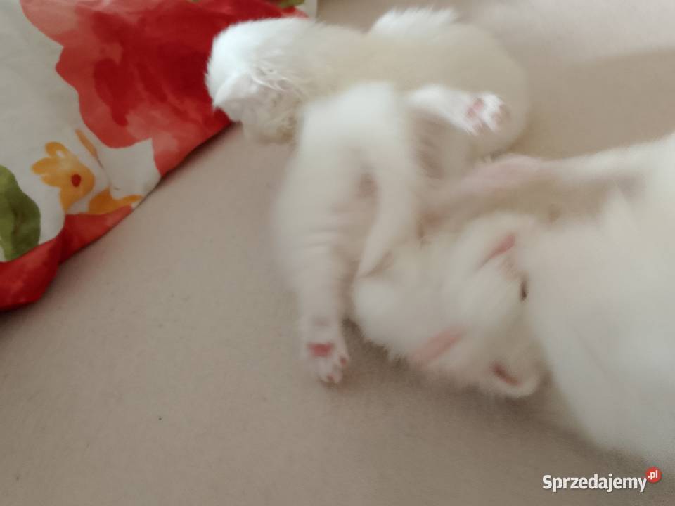 Korki perskie białe sreberka Inowrocław