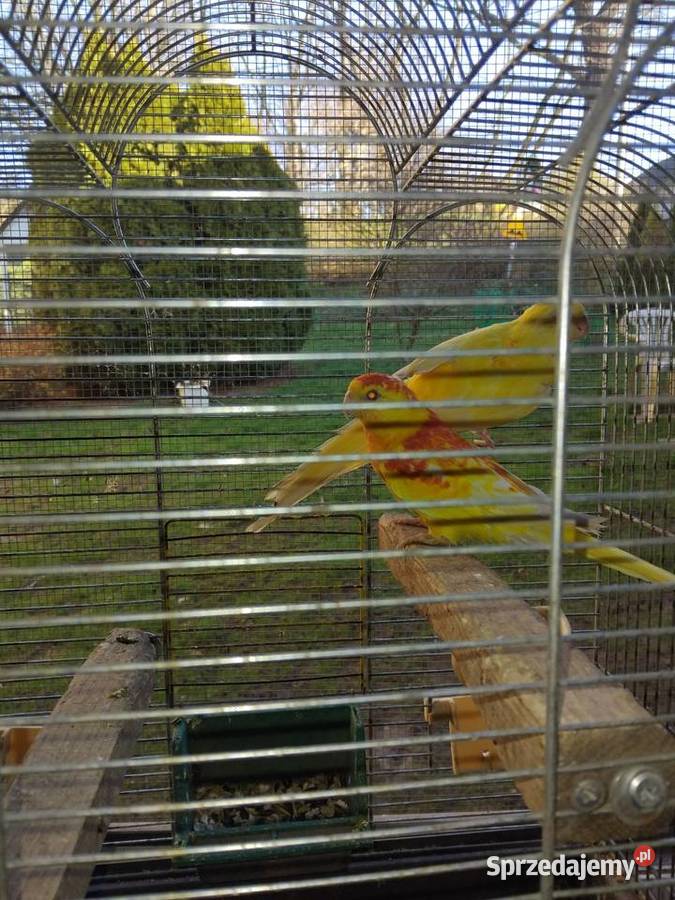 Papugi swiergoty Ptaki Wawrzeńczyce