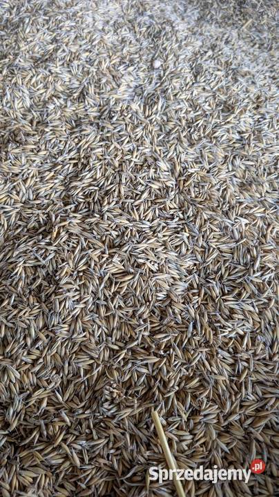 Owies zbiór 2025r Grodzisko Nowe sprzedam