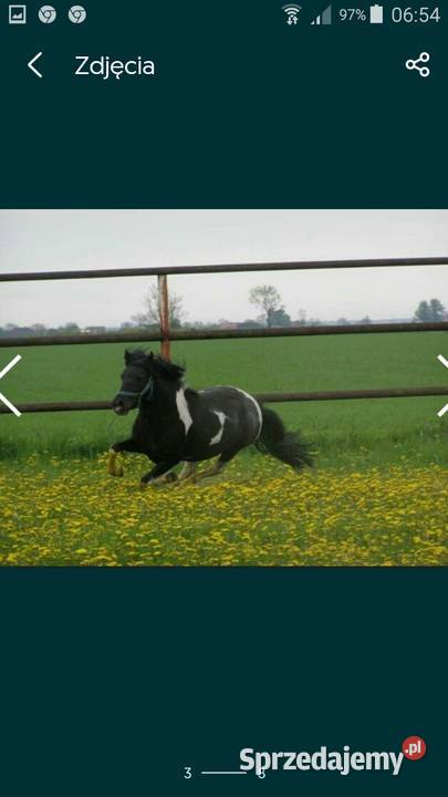 Kuc ogier kryjący 120 150 Krycie klaczy wielkopolskie Szamotuły