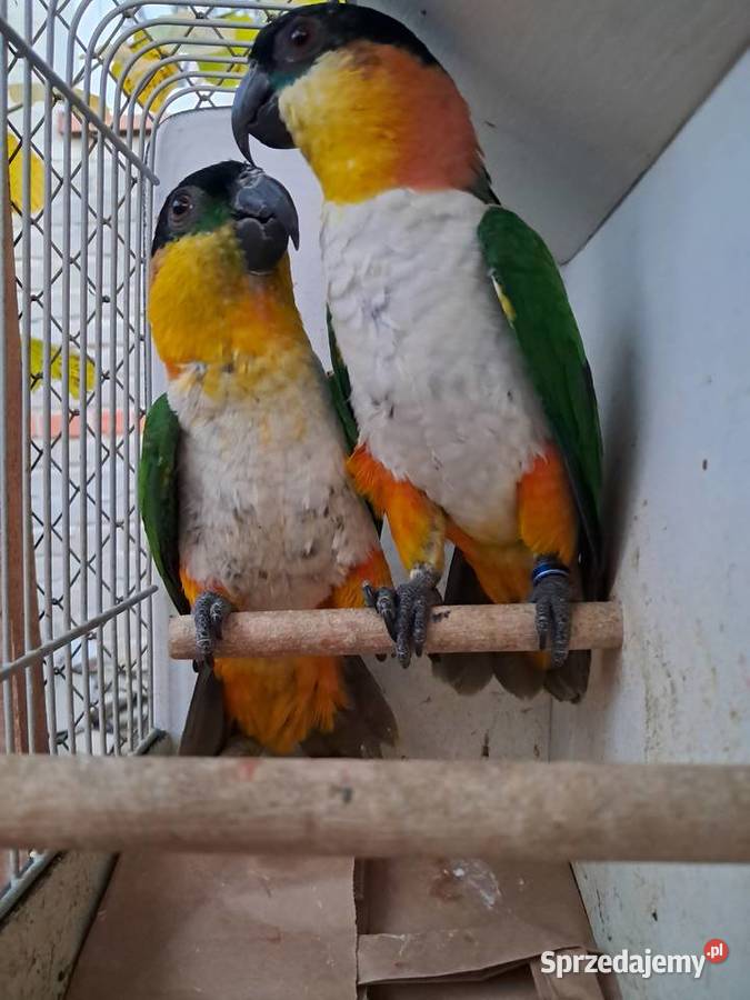 Barwinki czarnogłowe Zwierzęta Tryńcza