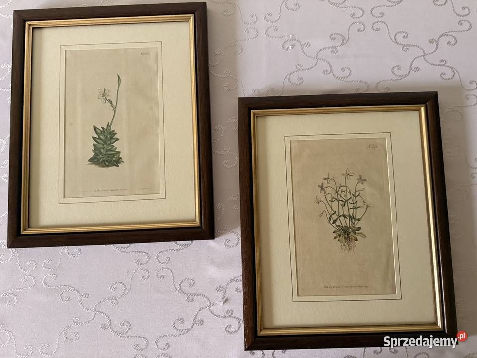 Antyczne Ryciny Botaniczne Miedzioryty 1797 1811