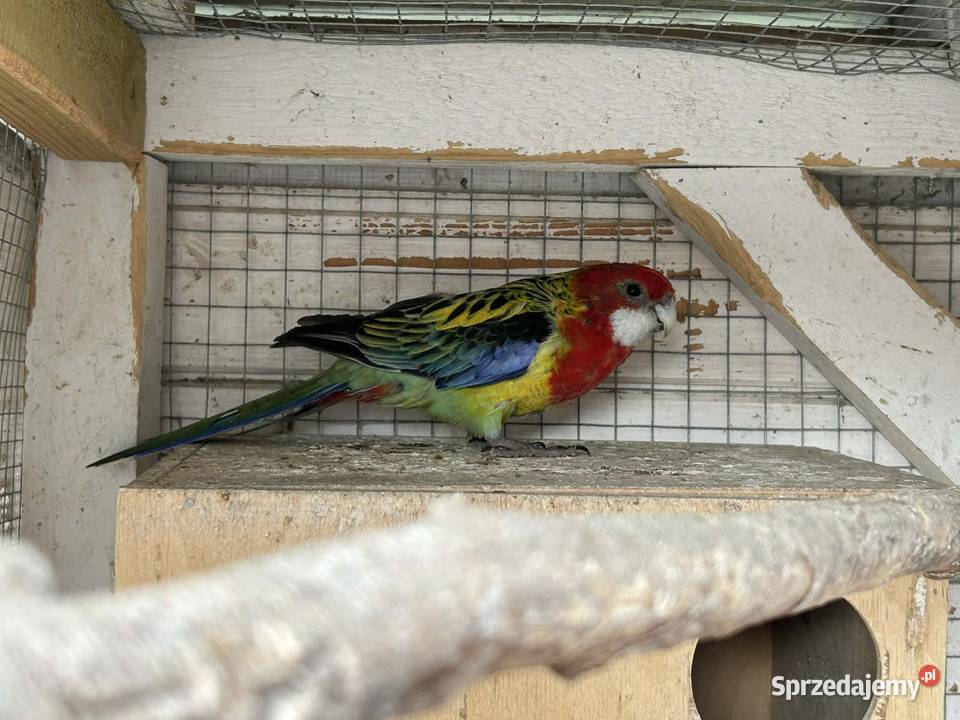 Sprzedam samiczke gotowa na lęgi Włoszakowice