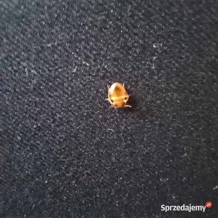 Pluskwy Muchy Komary Kleszcze Osy Szerszenie Środa Wielkopolska