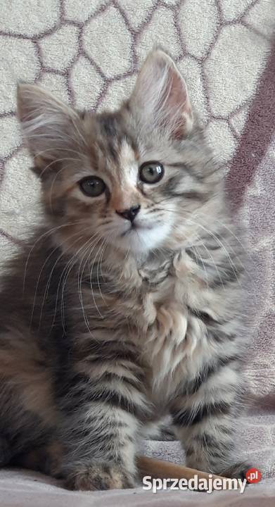 Koteczki Syberyjskie Miot L PZFWCF Sochaczew