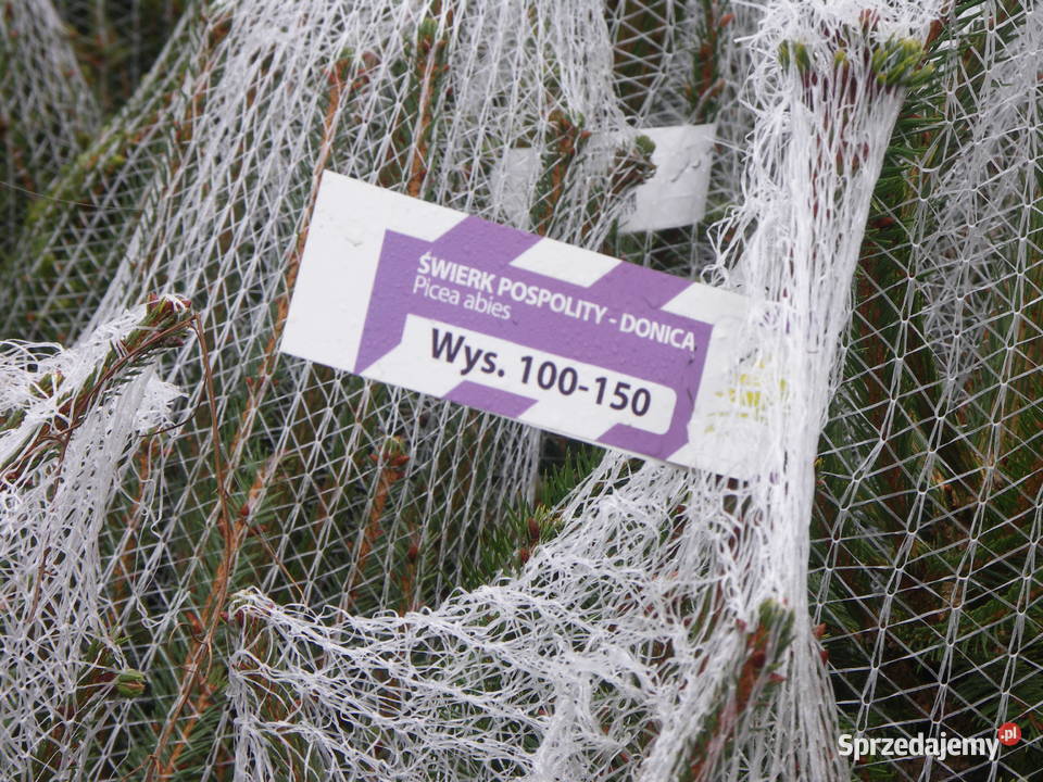 Hurtowa sprzedaż choinek Plantacja Rezerwat Świerzno