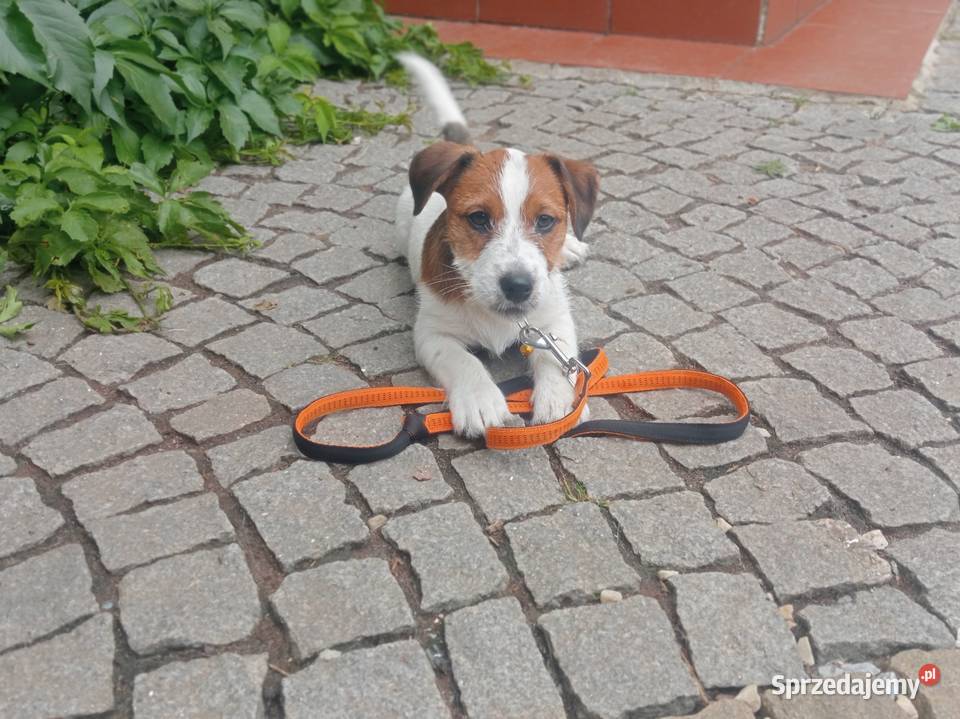 Piesek 3 m Jack Russell Terrier FCI ZKwPWrocław Wrocław sprzedam