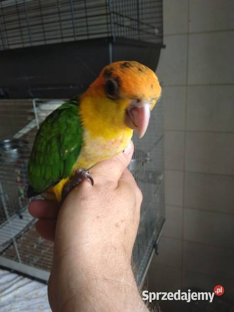 Barwinki bialobrzuche Barwinka Bialobrzucha
