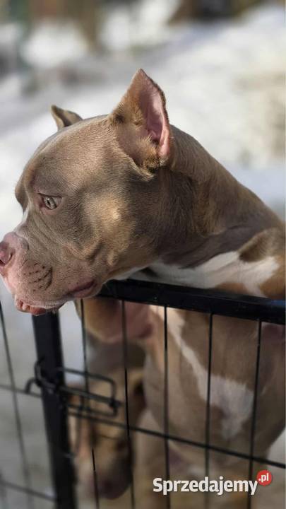 Szczeniaki American Bully Pocket Psy Zakopane