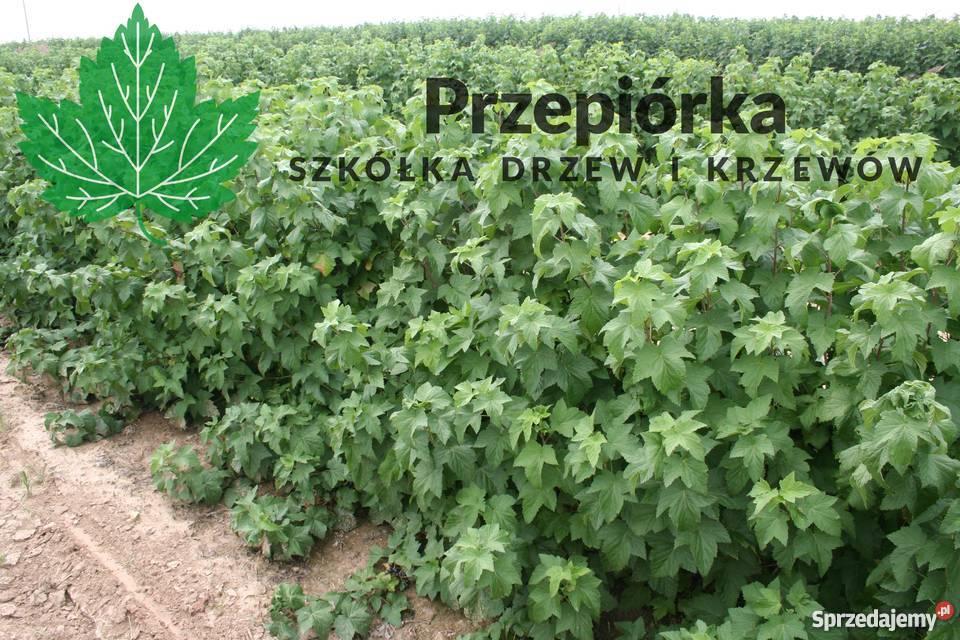 Sadzonki porzeczki czarnej GOFERT ORES licencja Stary Pożóg
