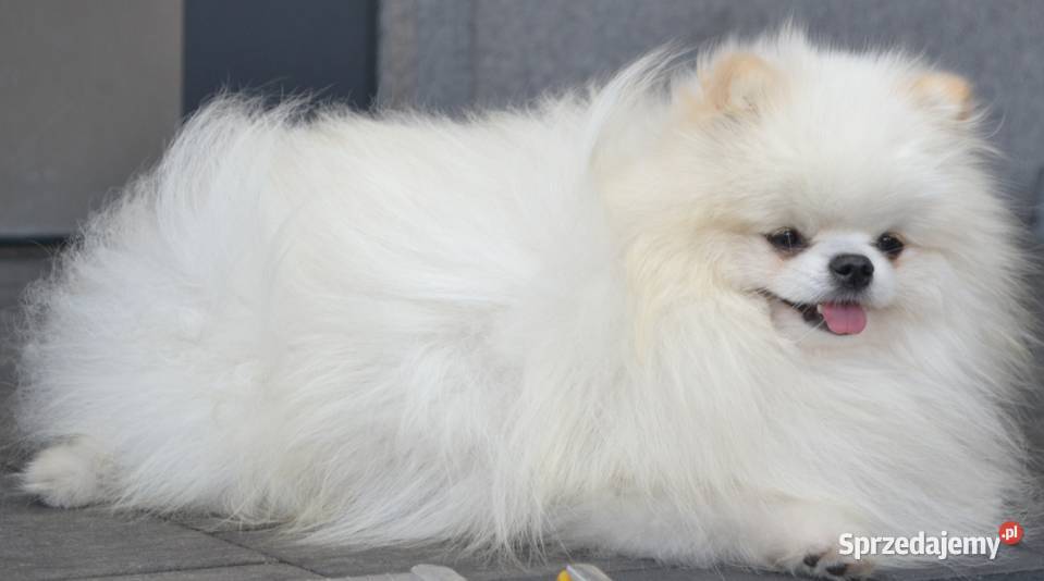 SZPIC MINIATUROWY POMERANIAN ŚLICZNA SUNIA Łódź sprzedam