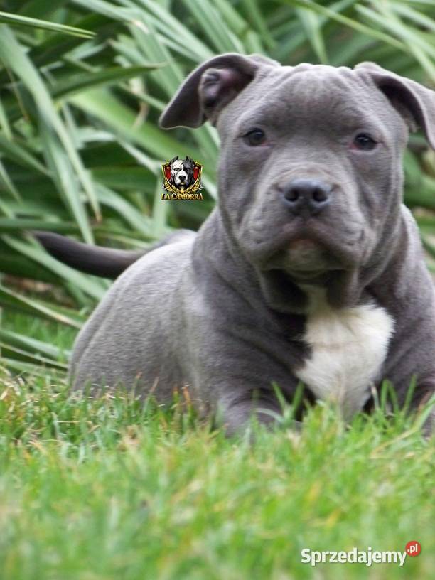 American Staffordshire Terrier Blue Amstaff sprzedam