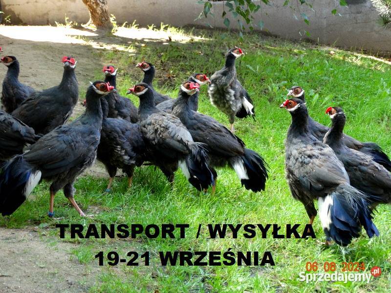 Sprzedam Bażanty Uszaki Siwe Bażant z 2025 Samce Gostyń