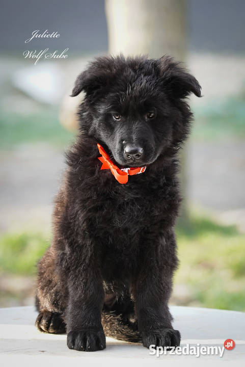 Owczarek niemiecki długowłosy ZKwP FCI z pełną Owczarek Ozorzyce