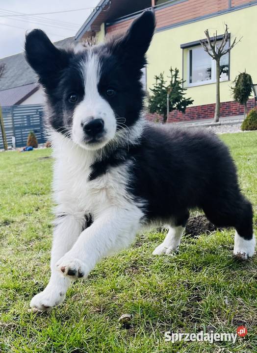 Piesek Border Collie Ratyń