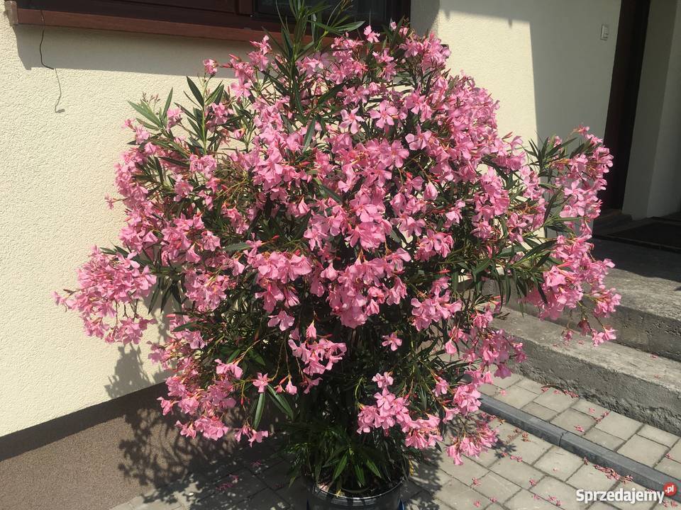 Szczepki oleander Brzeźnica