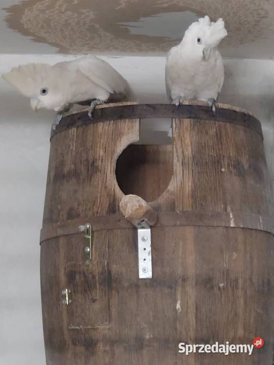 Kakadu salomońskie samiec dorosły Częstochowa