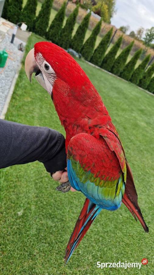 Ara chloroptera samica 6 miesiecy Zwierzęta Rogoż