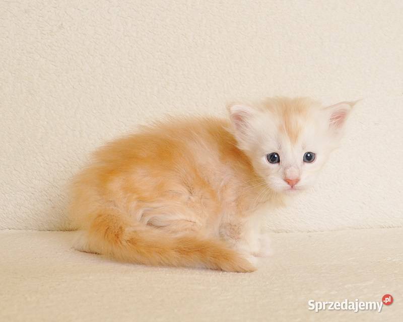 Przepiękny biszkoptowy kocurek z Rodowodem