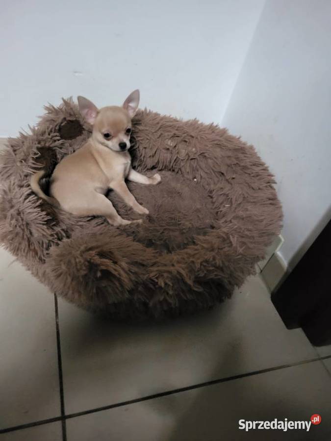 chihuahua Grudziądz
