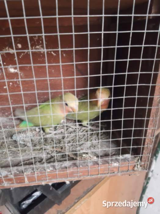 Papugi nierozłączki Ptaki Jędrzejów