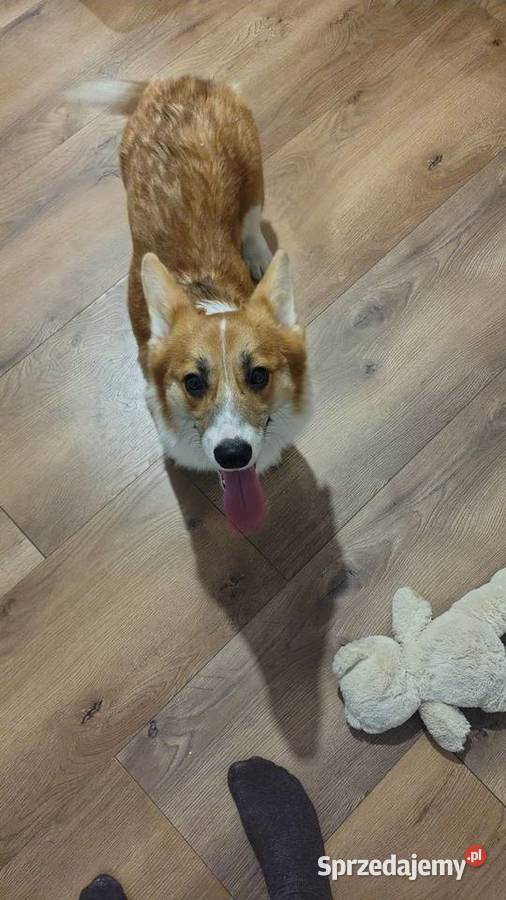 Welsh Corgi Pembroke FCI Panki sprzedam