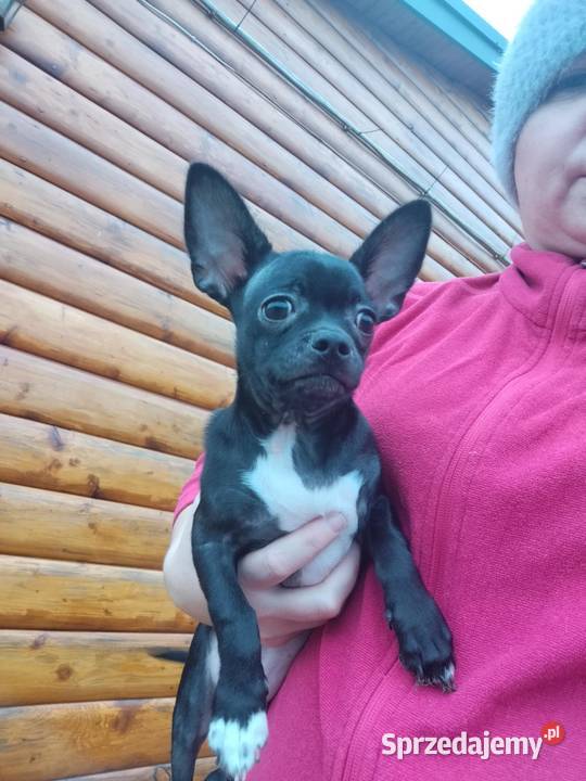 Piesek chihuahua Warszawy Płońsk