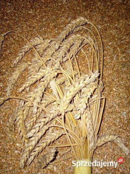 Sprzedam PSZENICĘ pszenica do siewu Probołowice