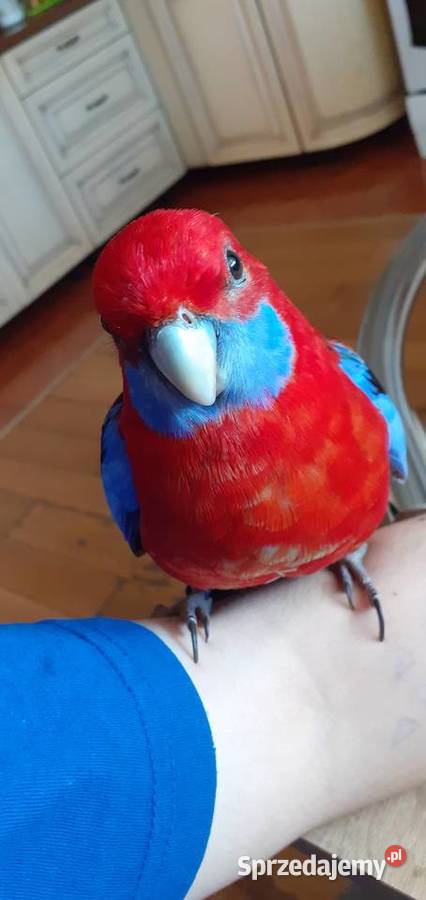 Sprzedam papugę Rozelle Królewską Juliszew