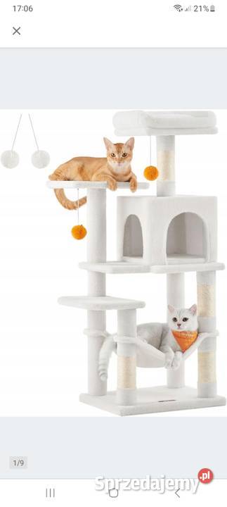 Drapak kota śląskie Gliwice