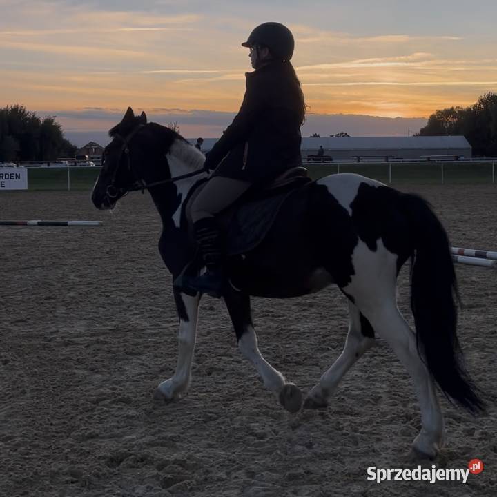 Kuc do skoków Konie