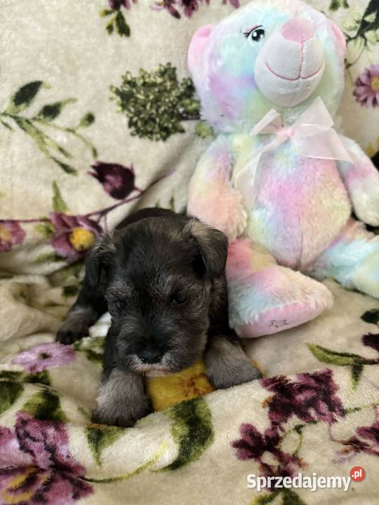 Sznaucer miniaturowy czarny pieski kujawsko-pomorskie