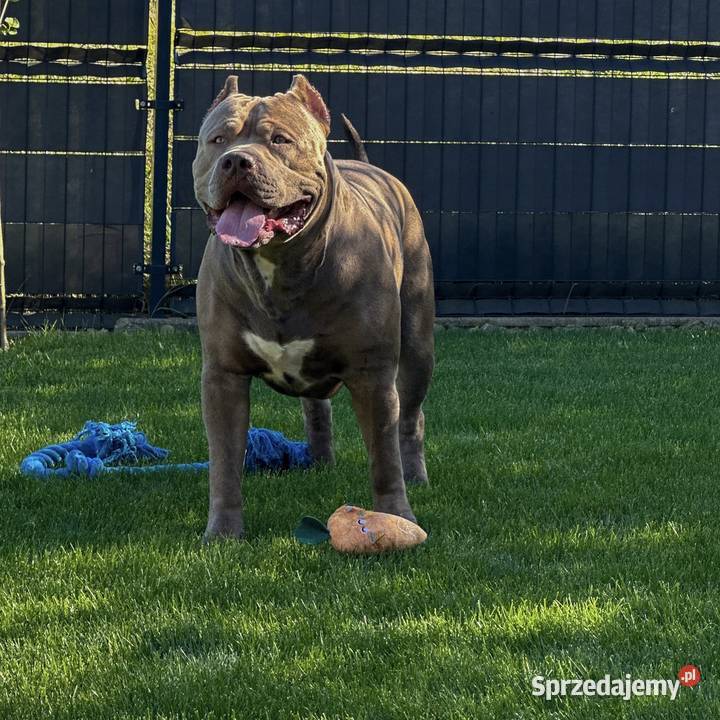 Reproduktor American Bully XL Gdańsk