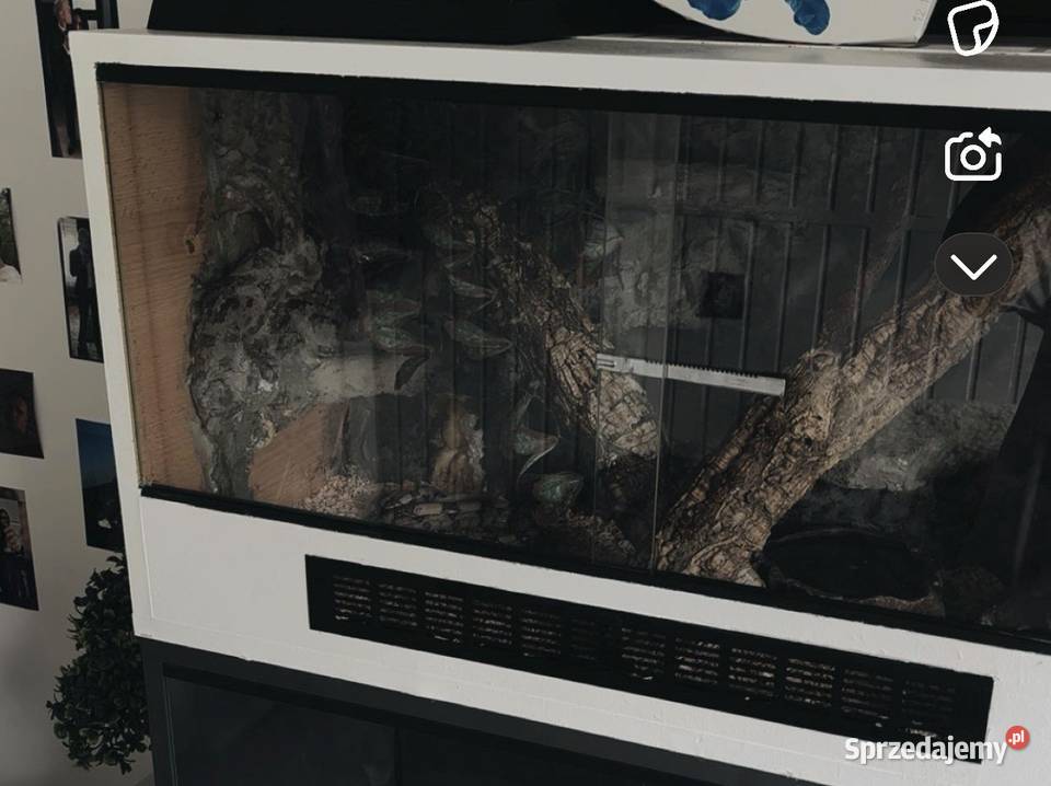 Wąż constrictor podkarpackie Tarnobrzeg