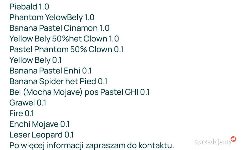Pyton królewski dorosle samice likwidacja Koszalin