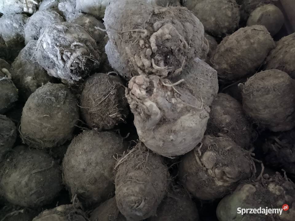 Warzywa ekologiczne sprzedam hurt i detal świętokrzyskie sprzedam