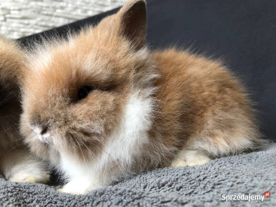 Królik miniaturka króliki miniaturki teddy i Glinik Dolny