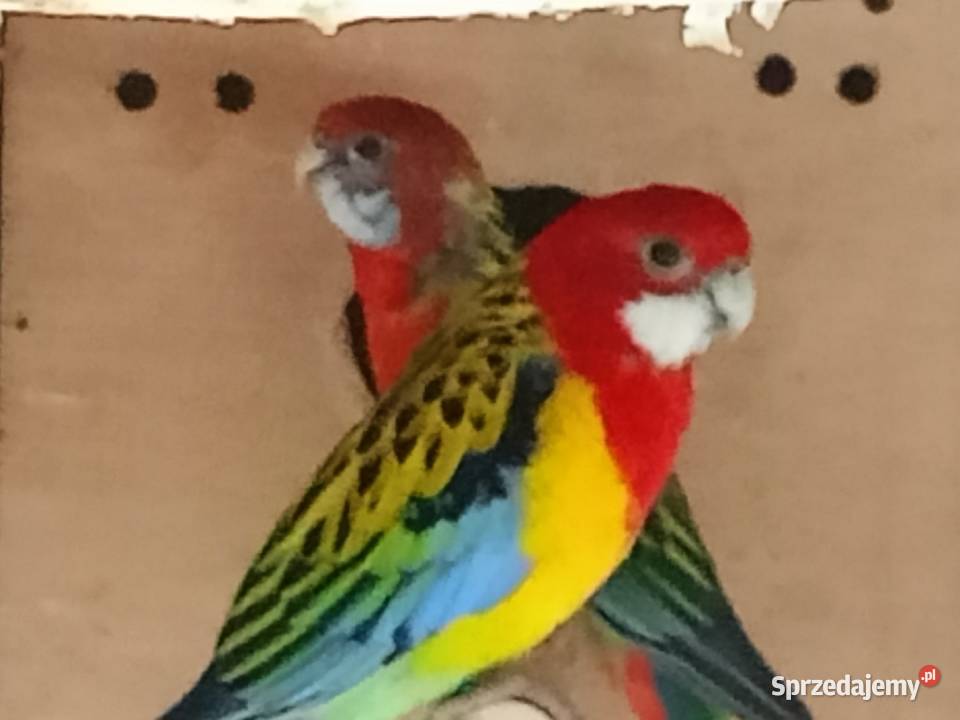 Rozelle para lęgowa opolskie Strzelce Opolskie