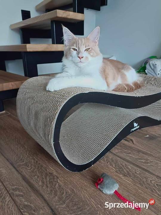 Kocurki kremowe z białym Maine Coon Karszanek