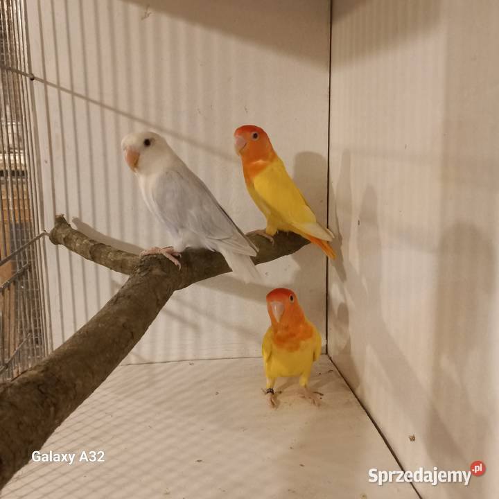 Nierozłączki czerwonoczelne z 2025r Garwolin