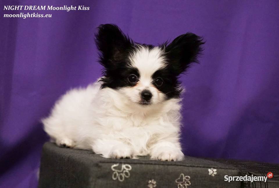 PAPILLON piesek rodowód FCi ZkwP championie