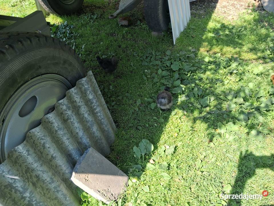 Kury silki I kochin Miękinia sprzedam