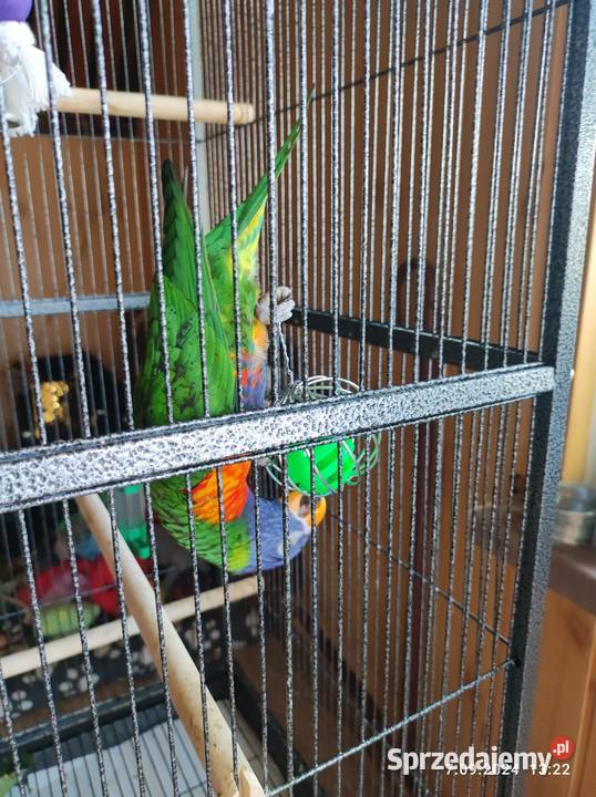 Lorysa teczowa Starogród