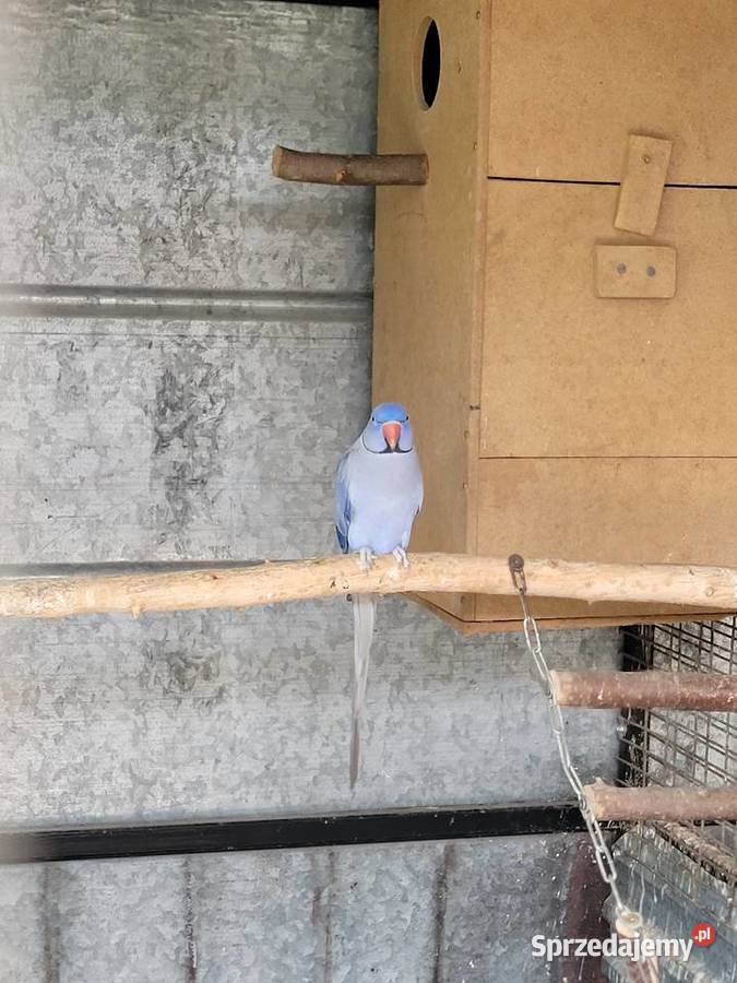 Aleksandretta obrożna fiolet para 2021r legowa Ulanica