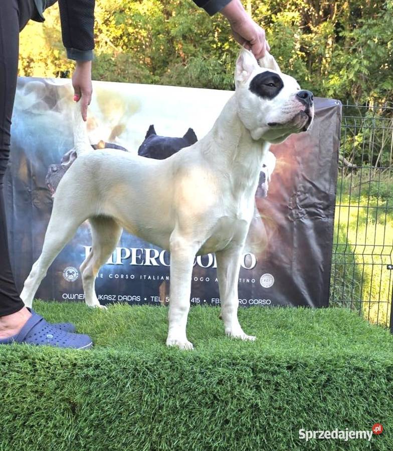 Suczki Dog Argentyński ZKwP FCI 6 miesięcy Pozostałe mazowieckie Gończyce