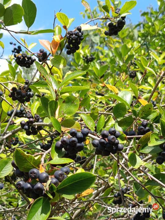 Aronia z własnej uprawy Lublin