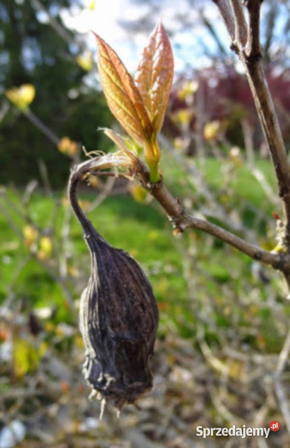 KIELICHOWIEC CHIŃSKI Sinocalycanthus sadzonki w kujawsko-pomorskie Ustronie sprzedam