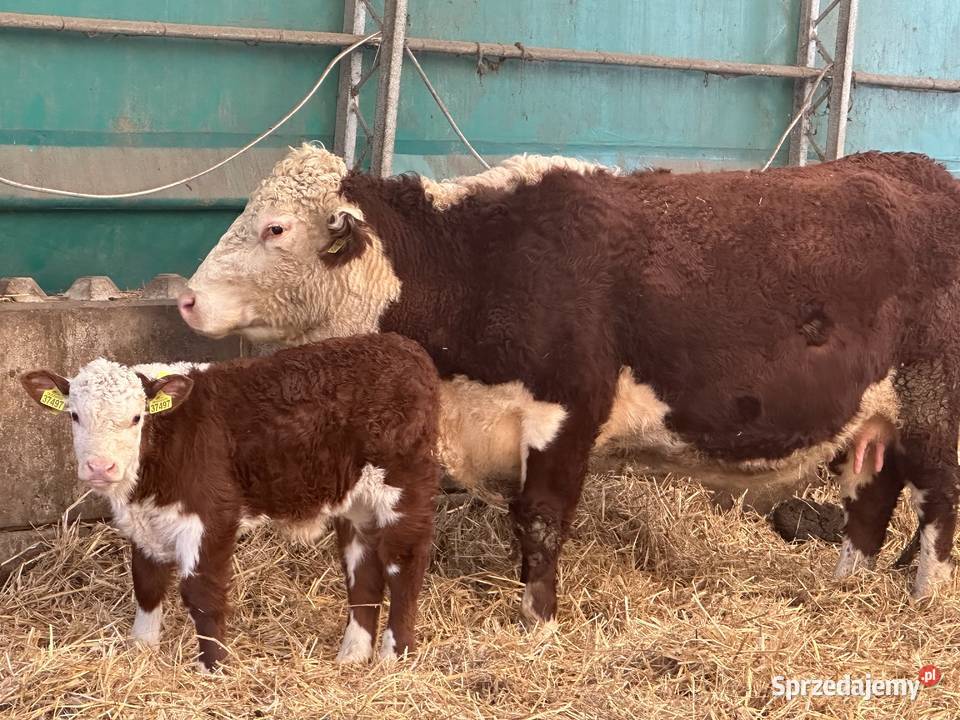 Byk Byczki odsadki Jałówki Krowy cielne 100 Radzionków
