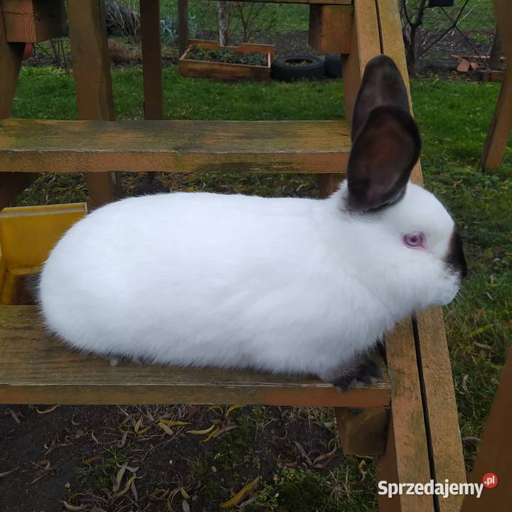Króliki kalifornijskie Gryzonie Wińsko