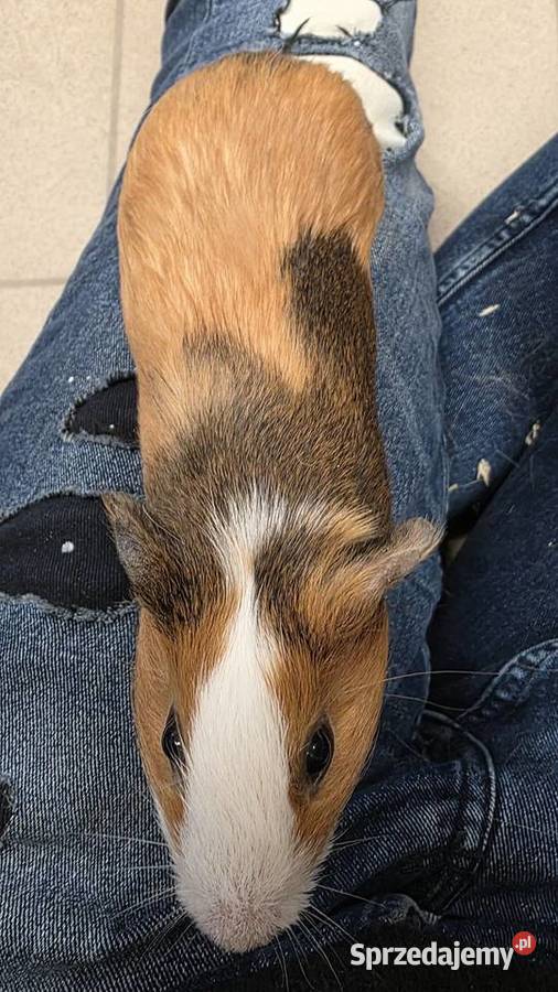 Świnka morska cavia domowa cawia